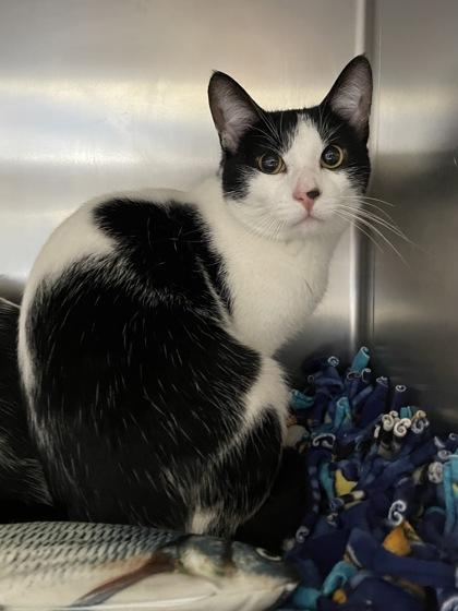 Enlarge Koffee, a Adoptable mixed breed in Madison, WI image 1/2