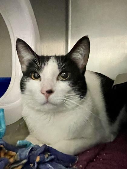 Enlarge Koffee, a Adoptable mixed breed in Madison, WI image 2/2