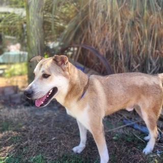 Rex, a Adoptable mixed breed in Manhasset, NY image 4/5