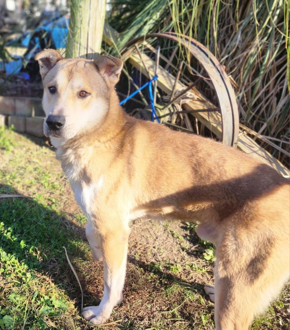 Rex, a Adoptable mixed breed in Manhasset, NY image 1/5