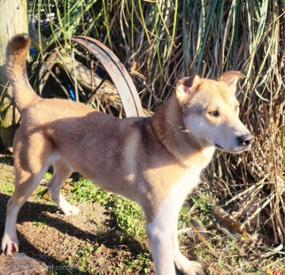 Rex, a Adoptable mixed breed in Manhasset, NY image 2/5