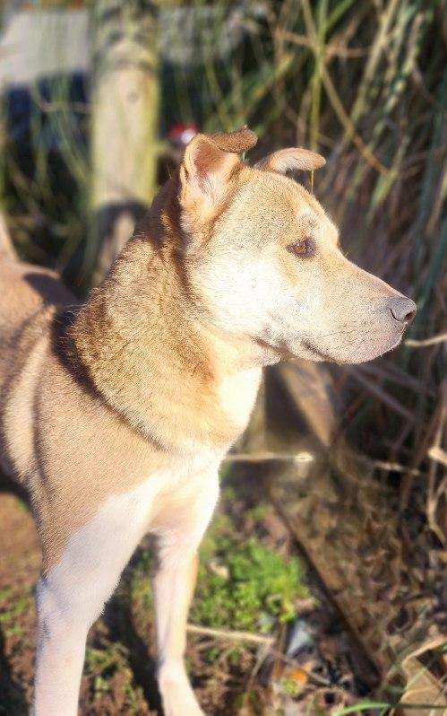 Rex, a Adoptable mixed breed in Manhasset, NY image 3/5