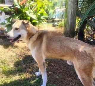 Rex, a Adoptable mixed breed in Manhasset, NY image 5/5