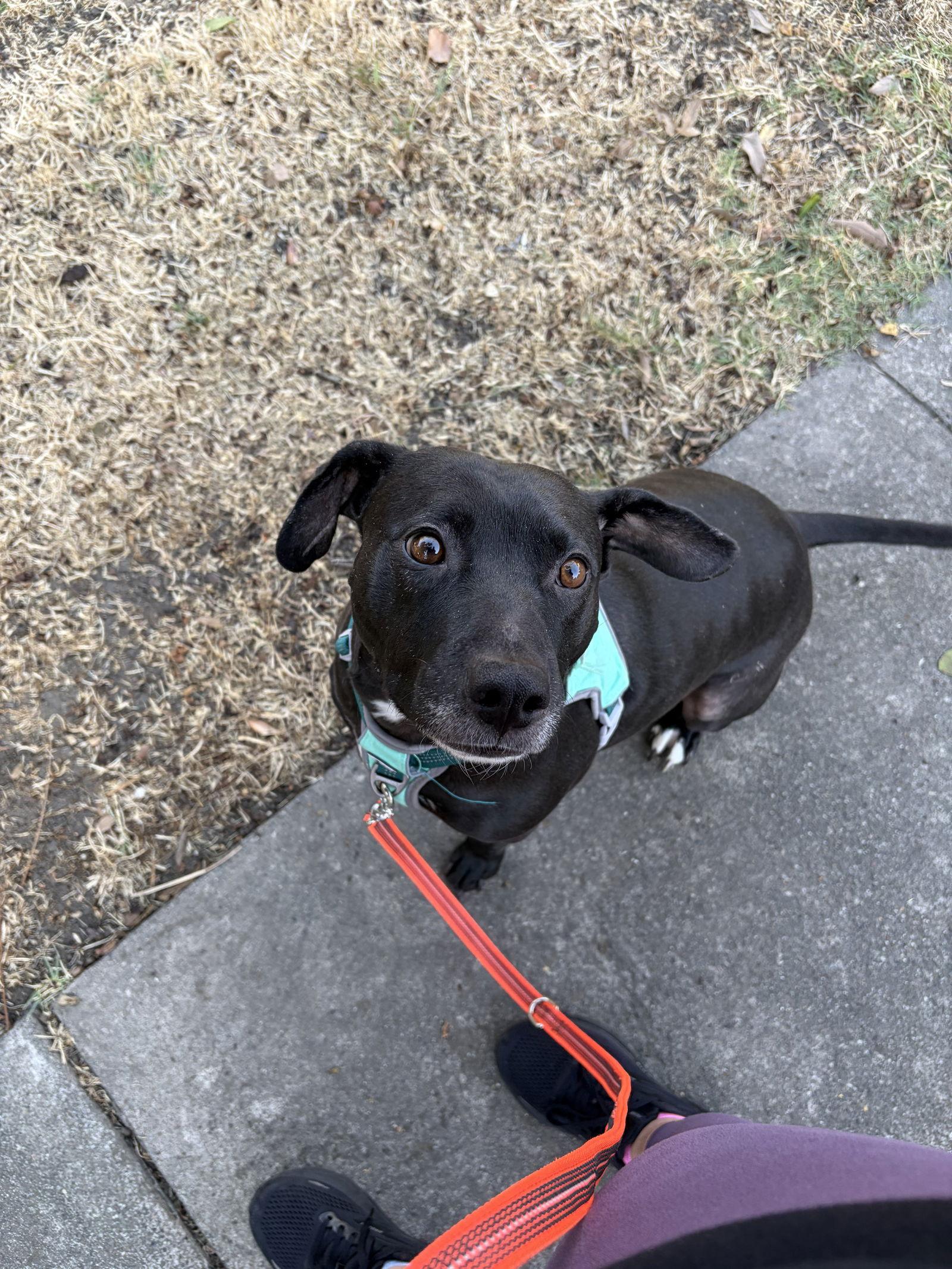 Augie, Adopted, Adult Male Labrador Retriever.