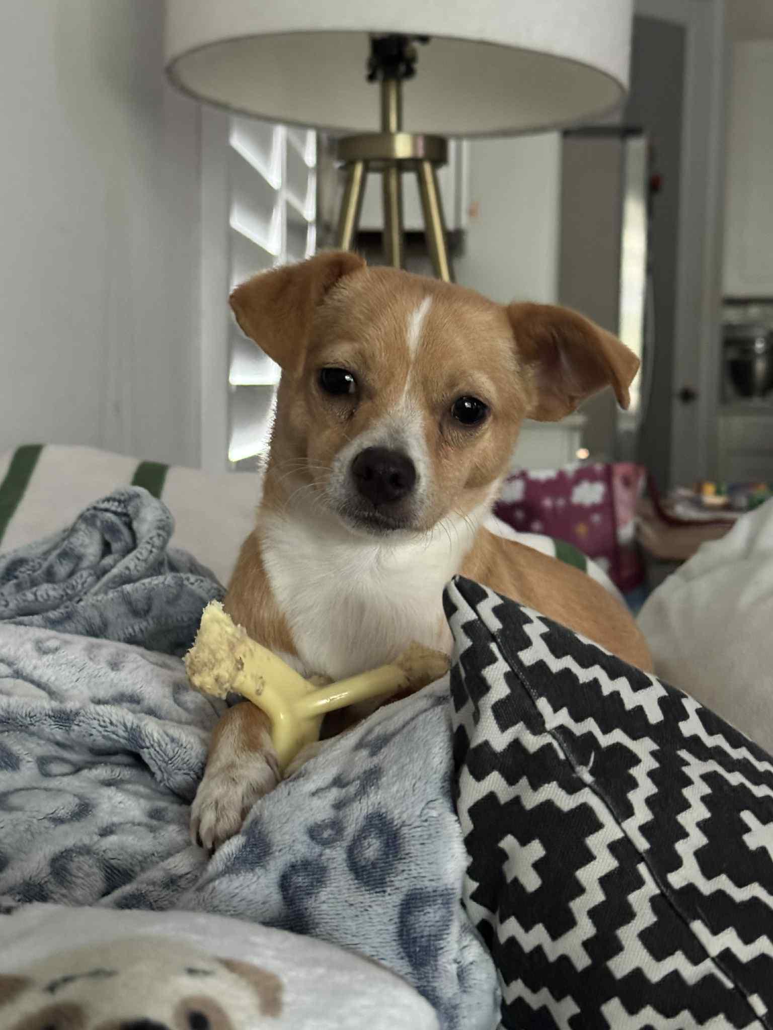 Peanut Butter