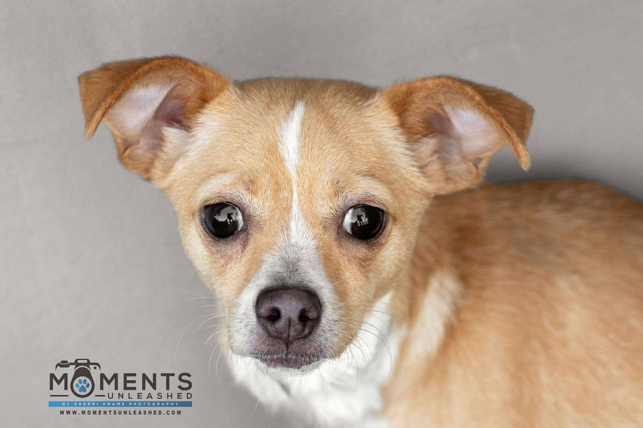 Peanut Butter (IN FOSTER)