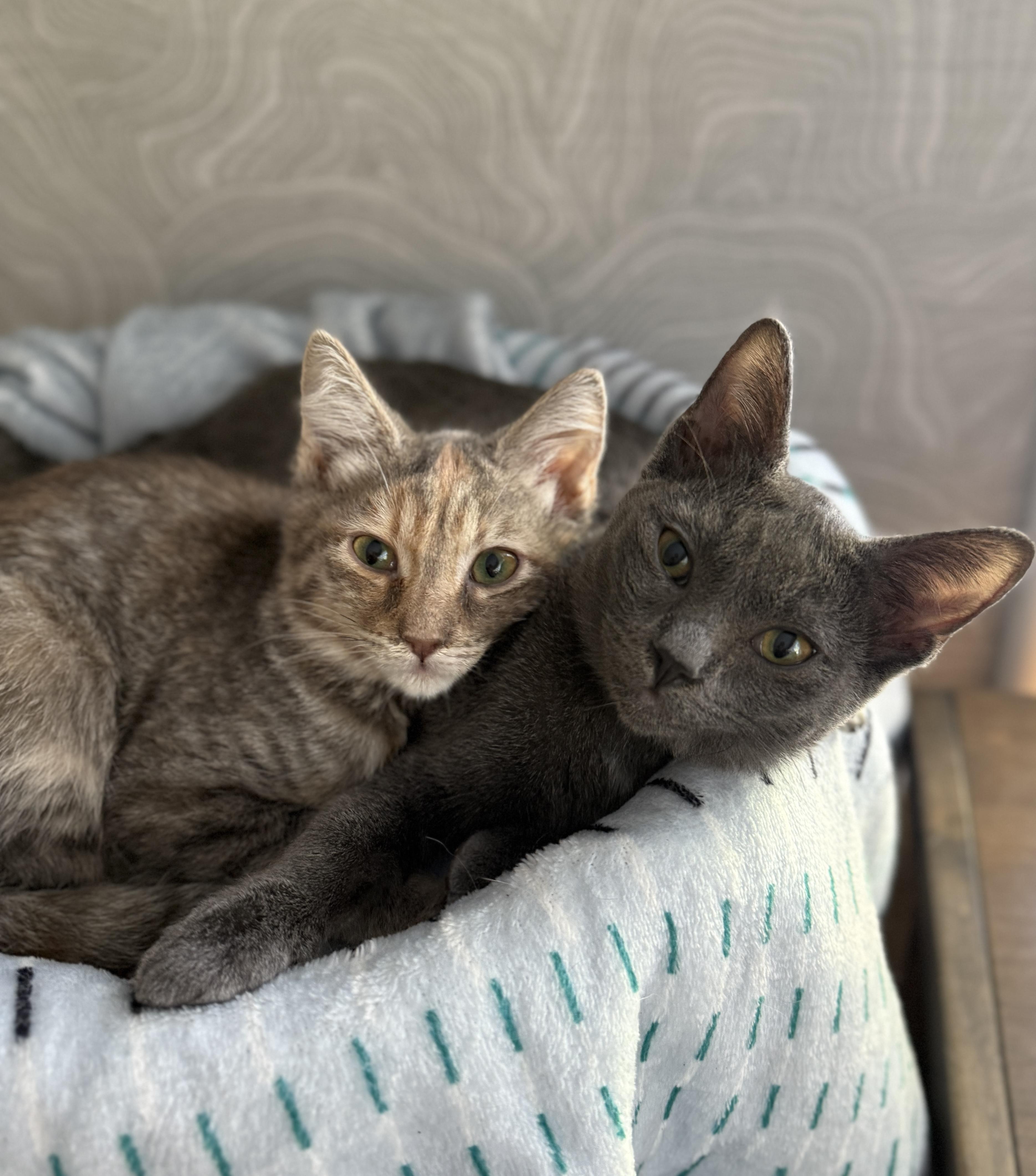 Katsu & Kiri (Bonded Sisters)