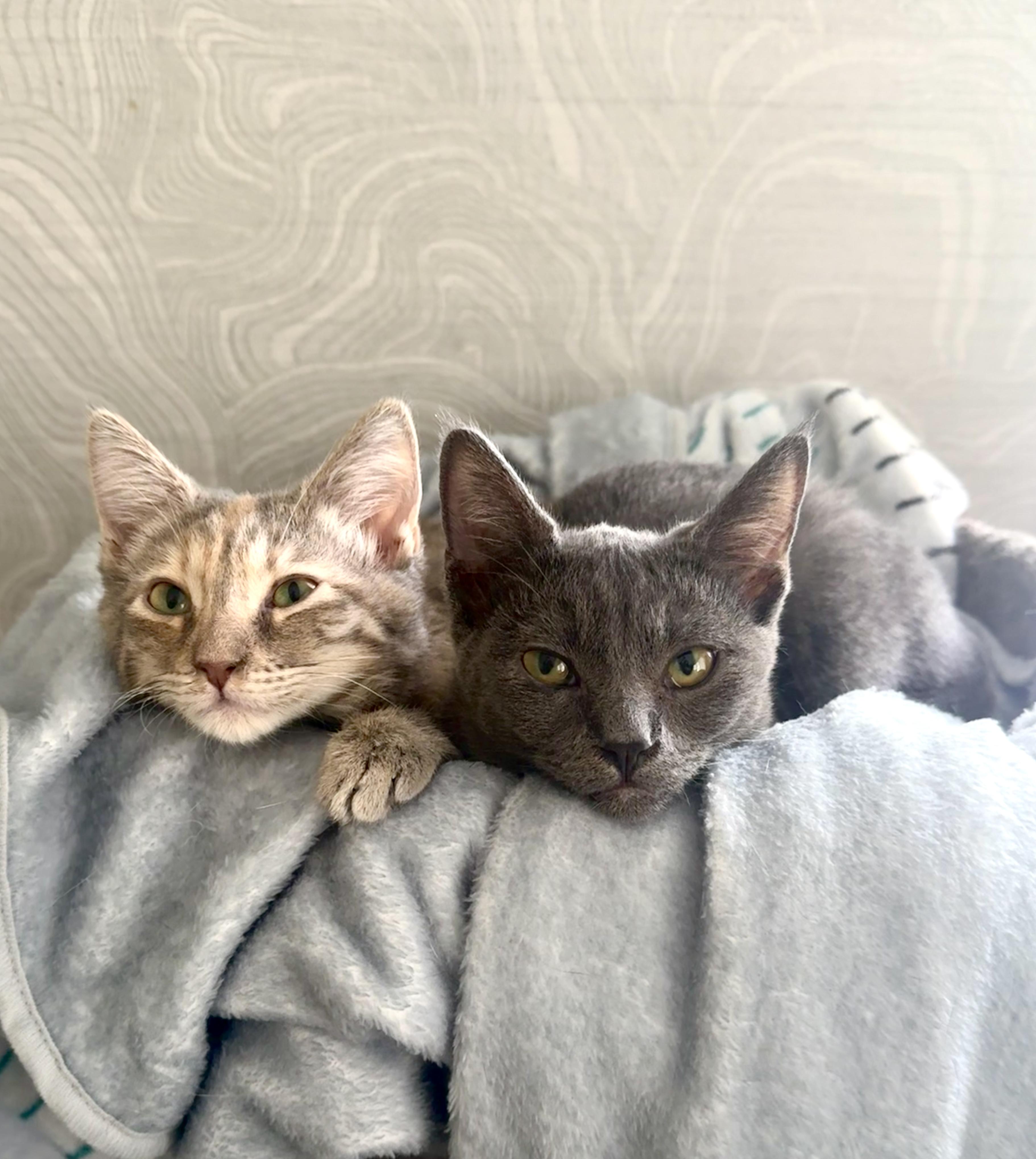 Katsu & Kiri (Bonded Sisters)