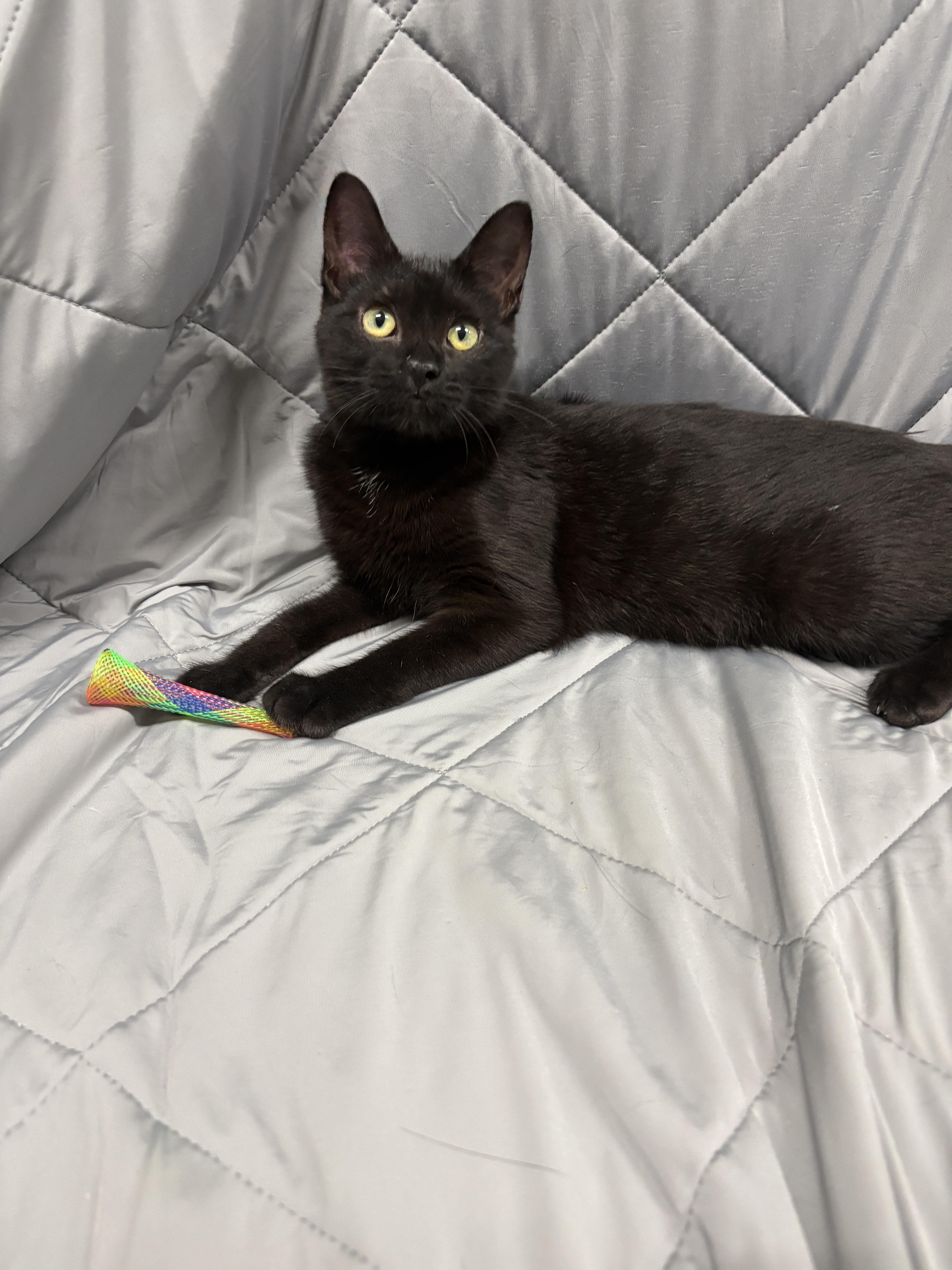 Enlarge GALAXY, a Adopted Domestic Short Hair in Tillsonburg, ON image 2/4