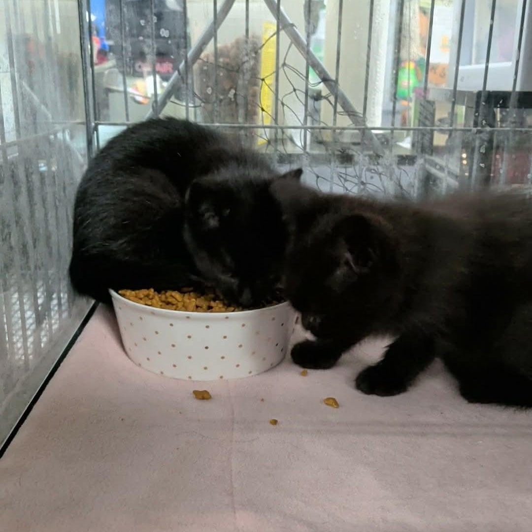 Enlarge GALAXY, a Adopted Domestic Short Hair in Tillsonburg, ON image 4/4