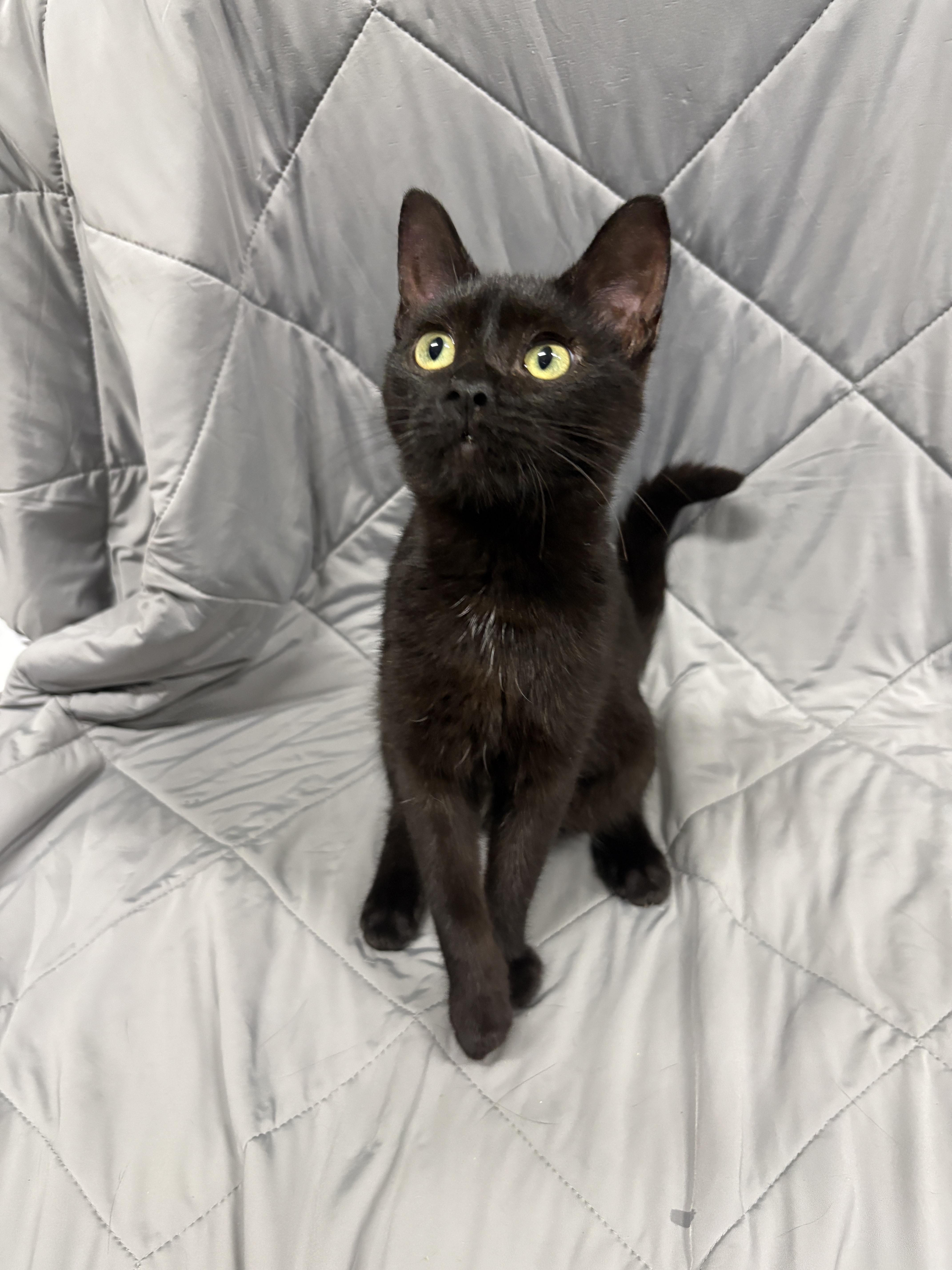 Enlarge GALAXY, a Adopted Domestic Short Hair in Tillsonburg, ON image 1/4