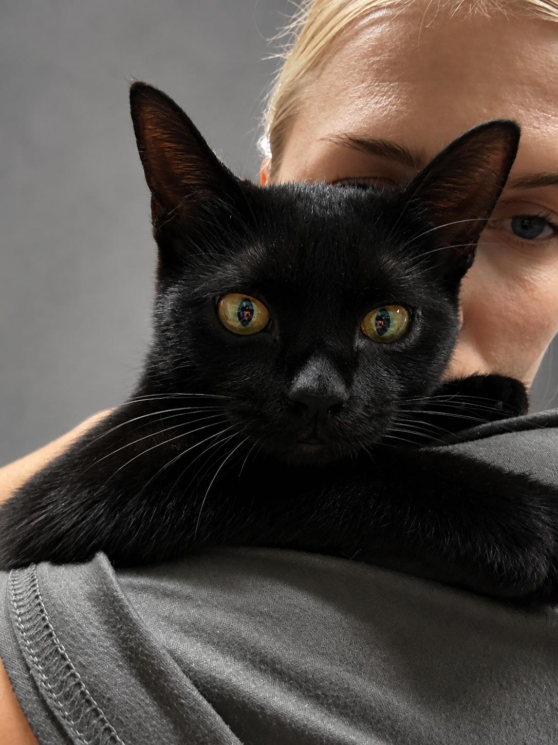 Enlarge GALAXY, a Adopted Domestic Short Hair in Tillsonburg, ON image 3/4