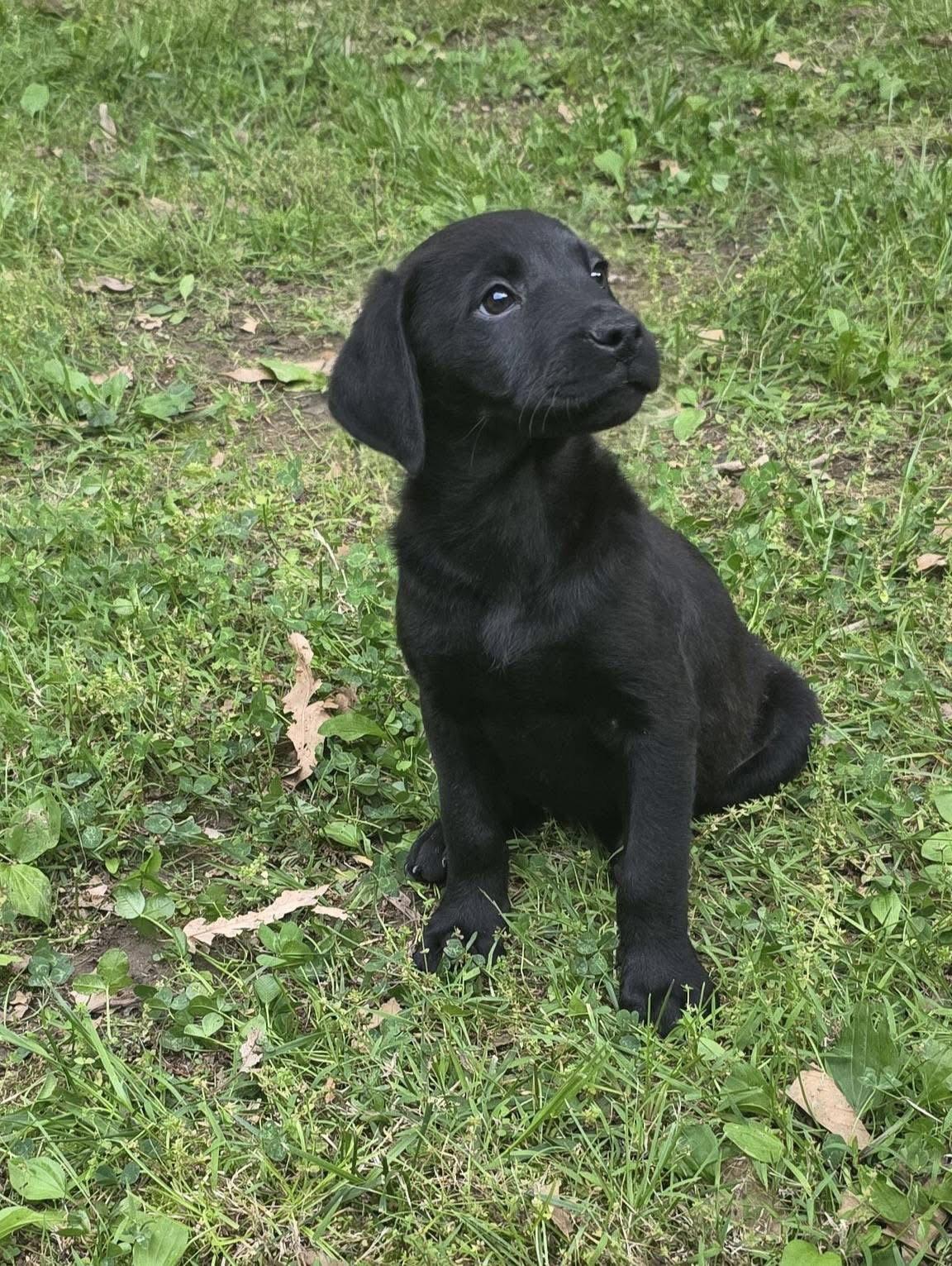 Howard, a Adoptable Labrador Retriever in Steeleville, IL image 1/2