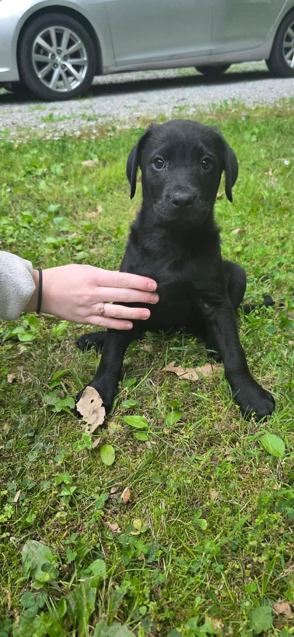 Howard, a Adoptable Labrador Retriever in Steeleville, IL image 2/2