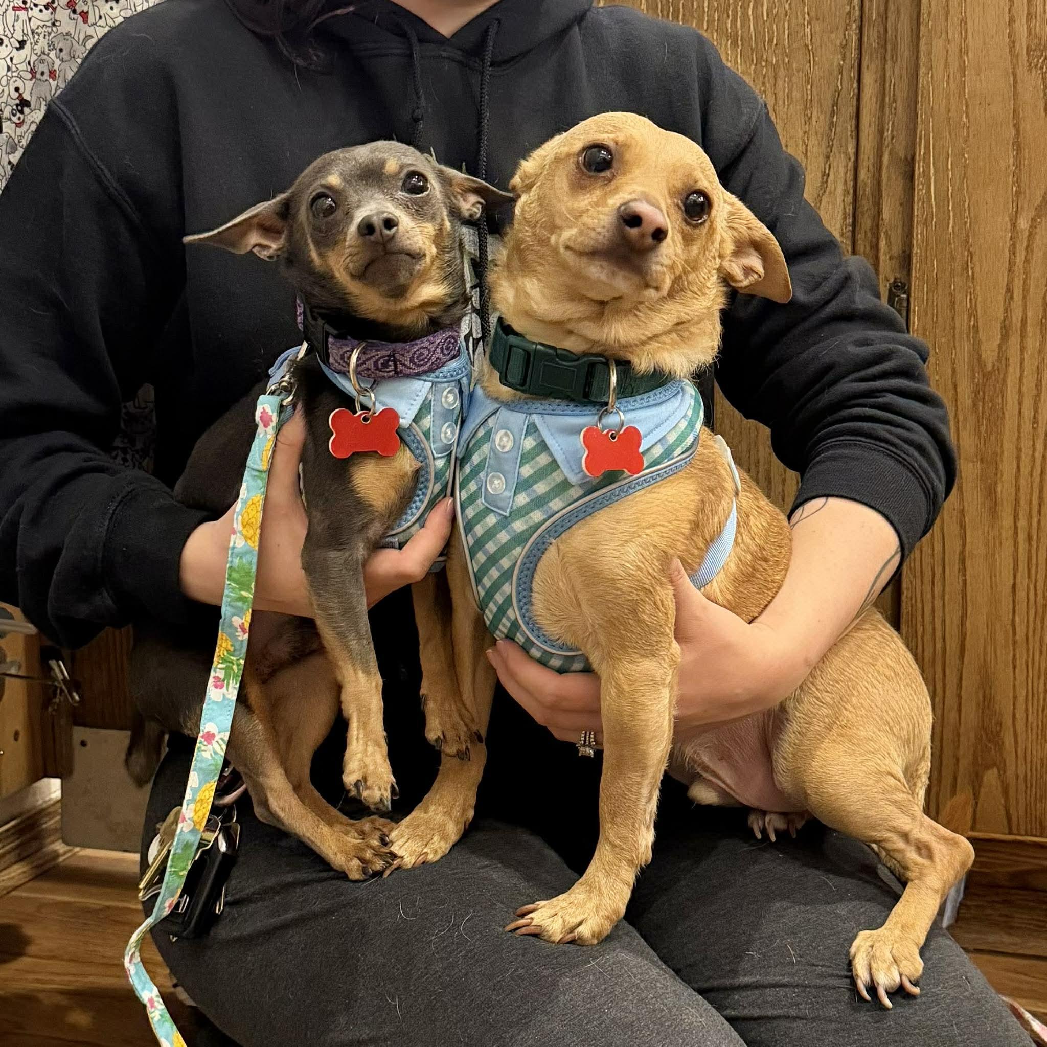 Jake & Finn, ADOPTABLE, Young Male Chihuahua.