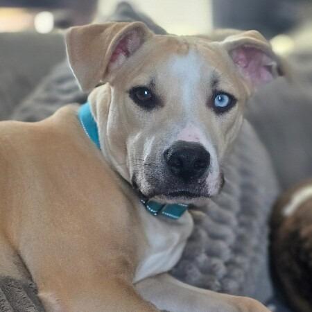 Enlarge Milo, a Adoptable mixed breed in Alma, WI image 1/4