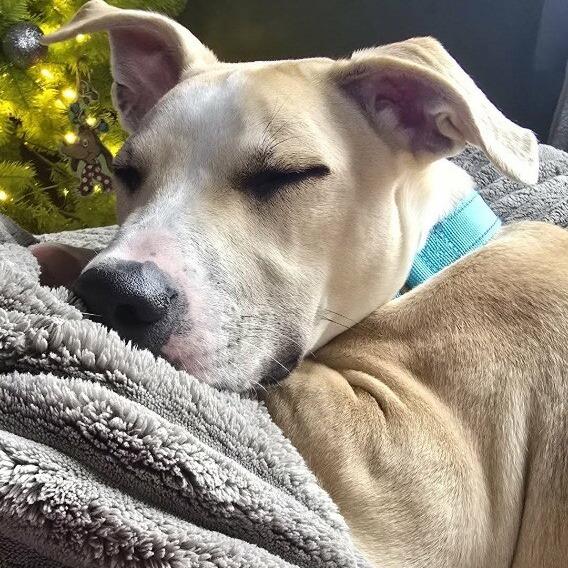 Enlarge Milo, a Adoptable mixed breed in Alma, WI image 2/4