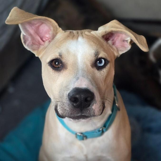 Enlarge Milo, a Adoptable mixed breed in Alma, WI image 3/4