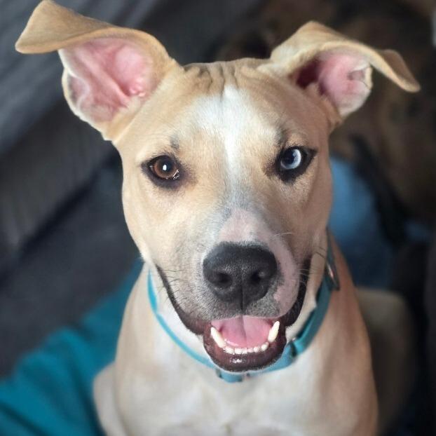 Enlarge Milo, a Adoptable mixed breed in Alma, WI image 4/4