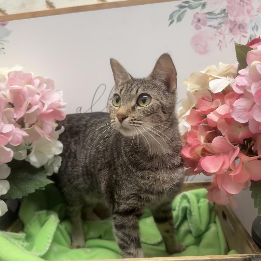 Calliope, Adoptable, Young Female Domestic Short Hair.