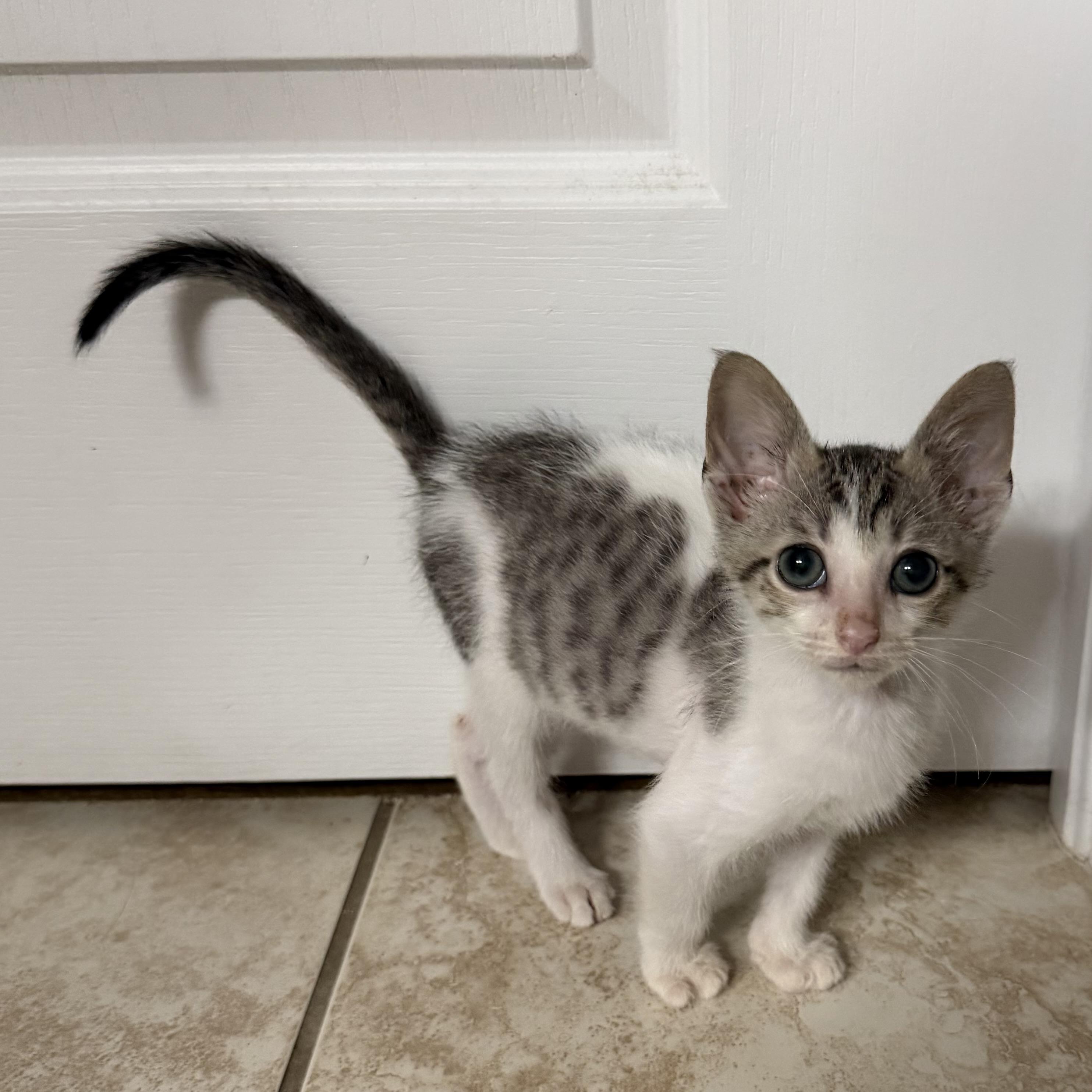 Enlarge Dobby, a ADOPTABLE Domestic Short Hair in Tampa, FL image 2/2