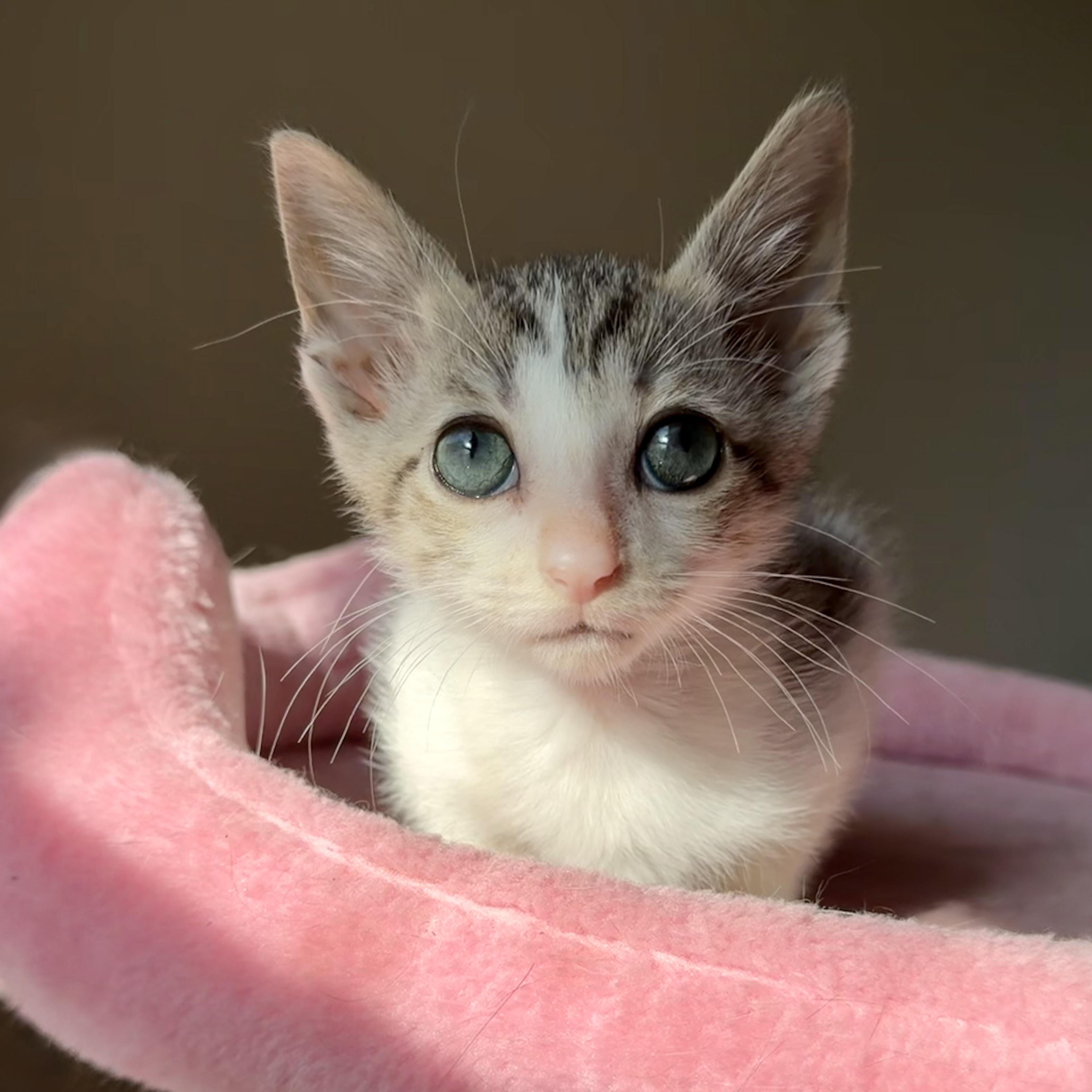 Dobby, ADOPTABLE, Kitten Male Domestic Short Hair.