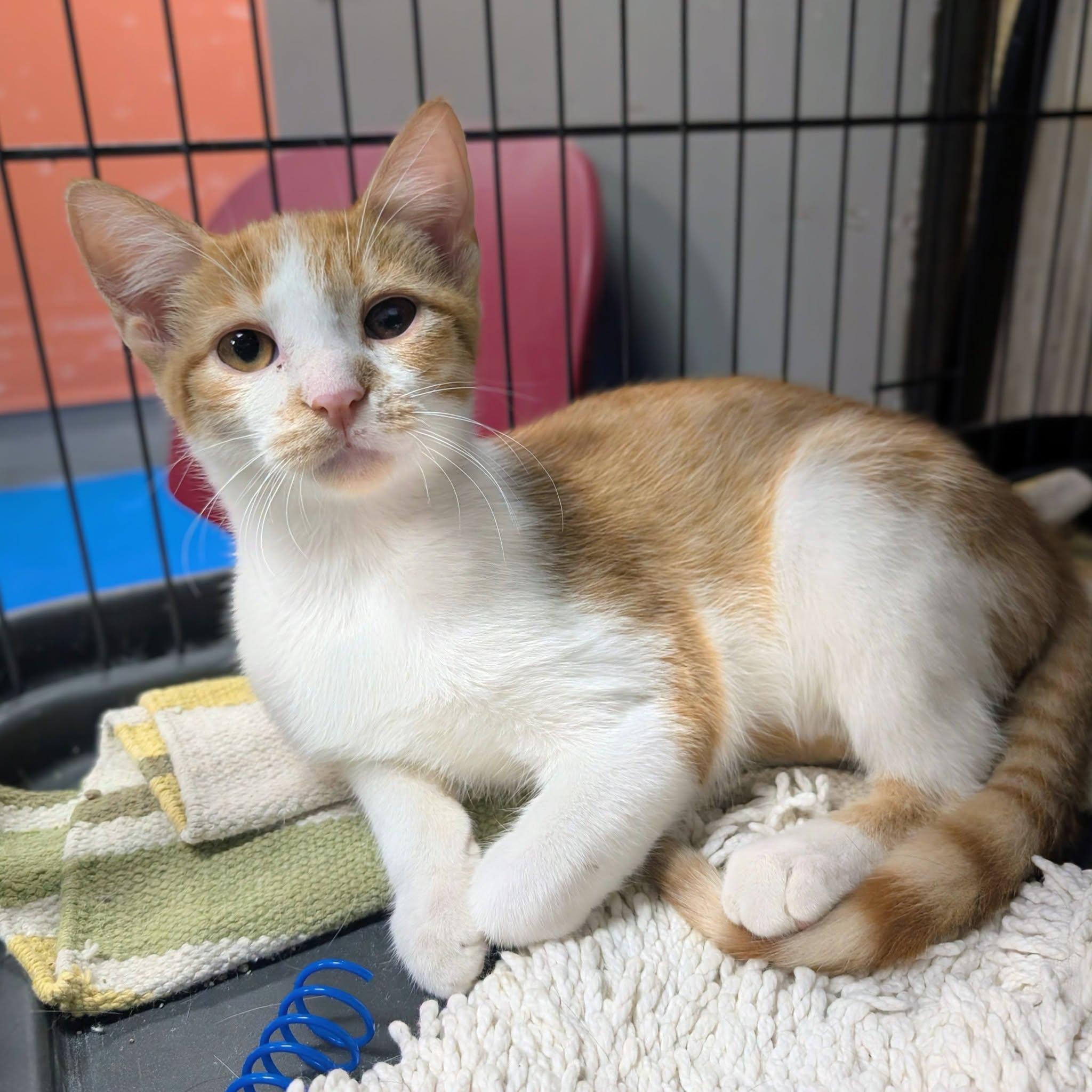Enlarge Sasuke, a Adopted Domestic Short Hair in Newburgh, IN image 1/1