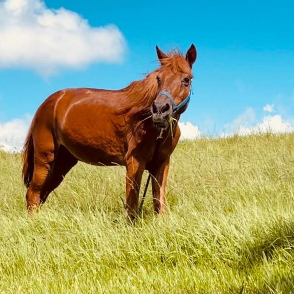 Pocoyo, Adoptable, Senior Male Quarterhorse.