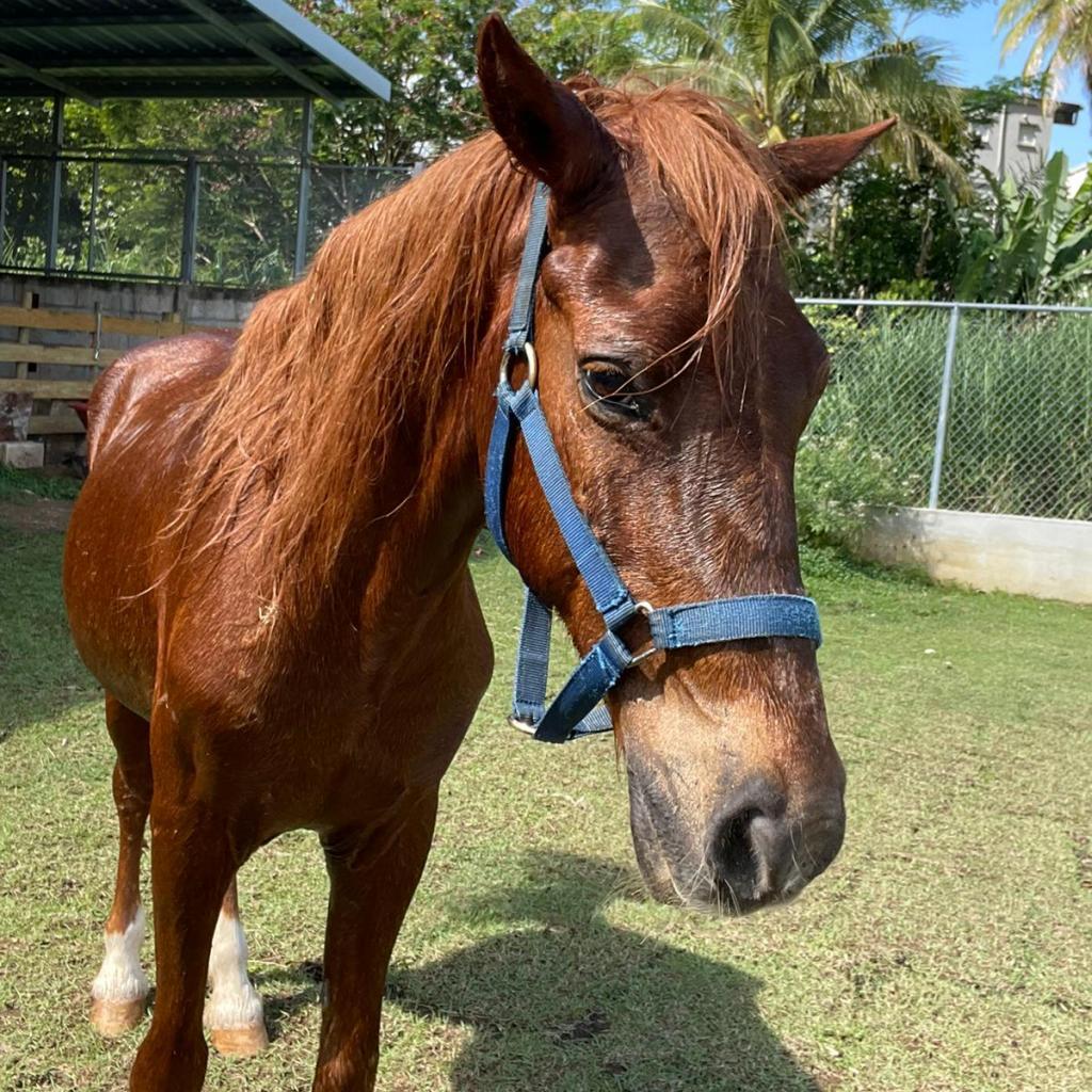 Enlarge Pocoyo, a Adoptable Quarterhorse in Guaynabo, PR image 2/2