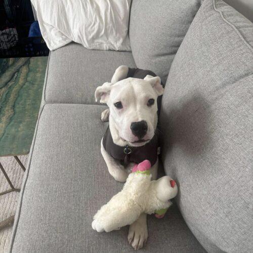 Liza, a Adoptable mixed breed in Wilmington, NC image 1/5