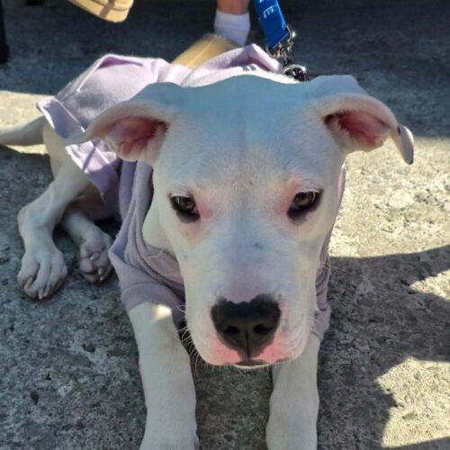 Liza, a Adoptable mixed breed in Wilmington, NC image 2/5