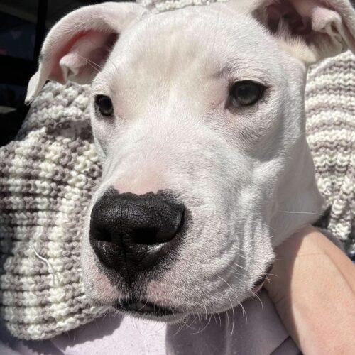 Liza, a Adoptable mixed breed in Wilmington, NC image 3/5