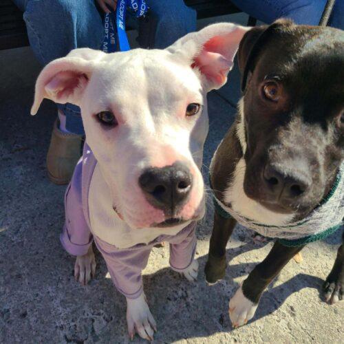 Liza, a Adoptable mixed breed in Wilmington, NC image 4/5