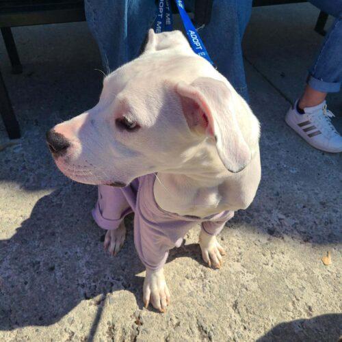 Liza, a Adoptable mixed breed in Wilmington, NC image 5/5