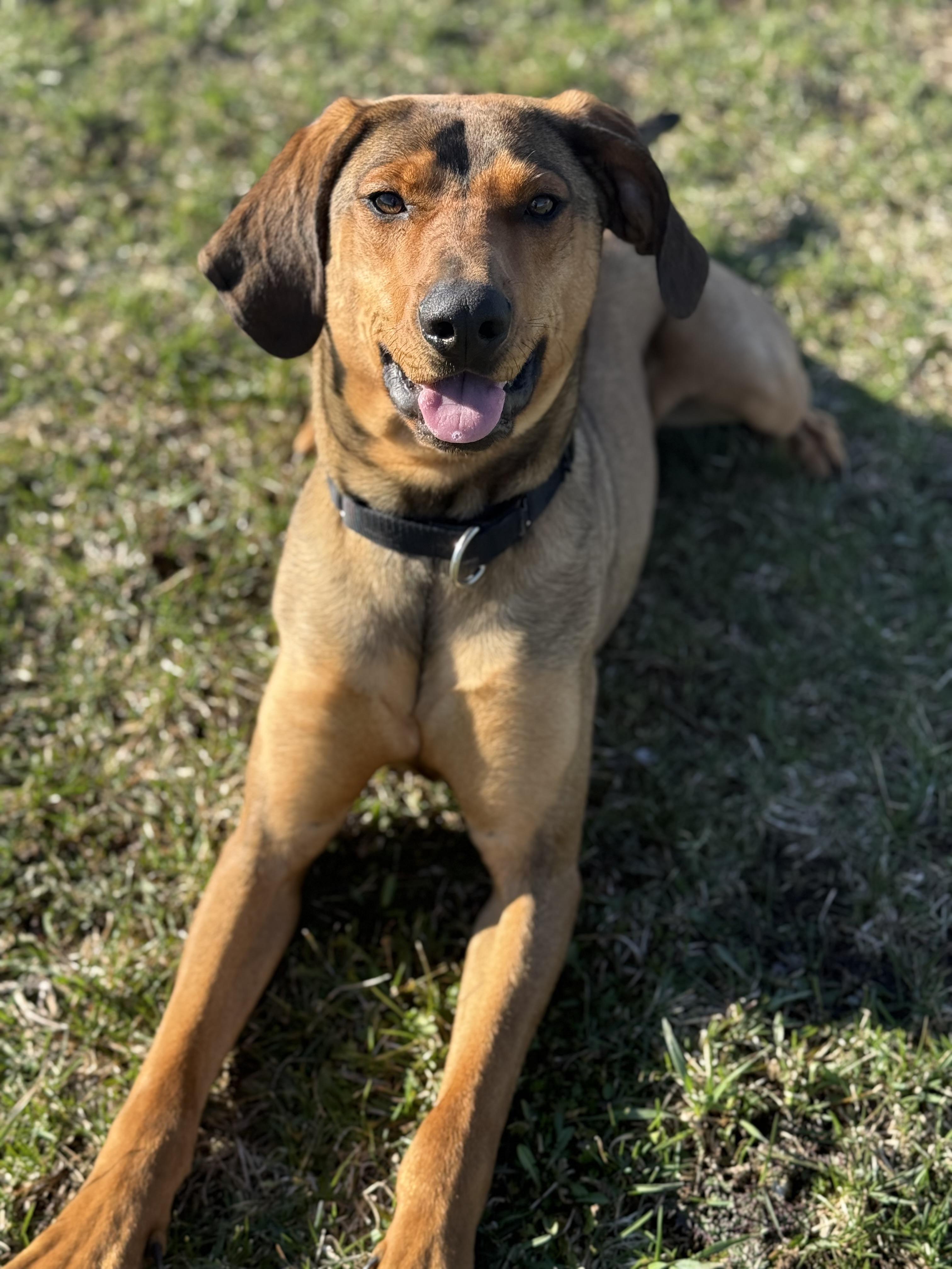 Enlarge Jericho, a ADOPTABLE mixed breed in Everett, ON image 5/6