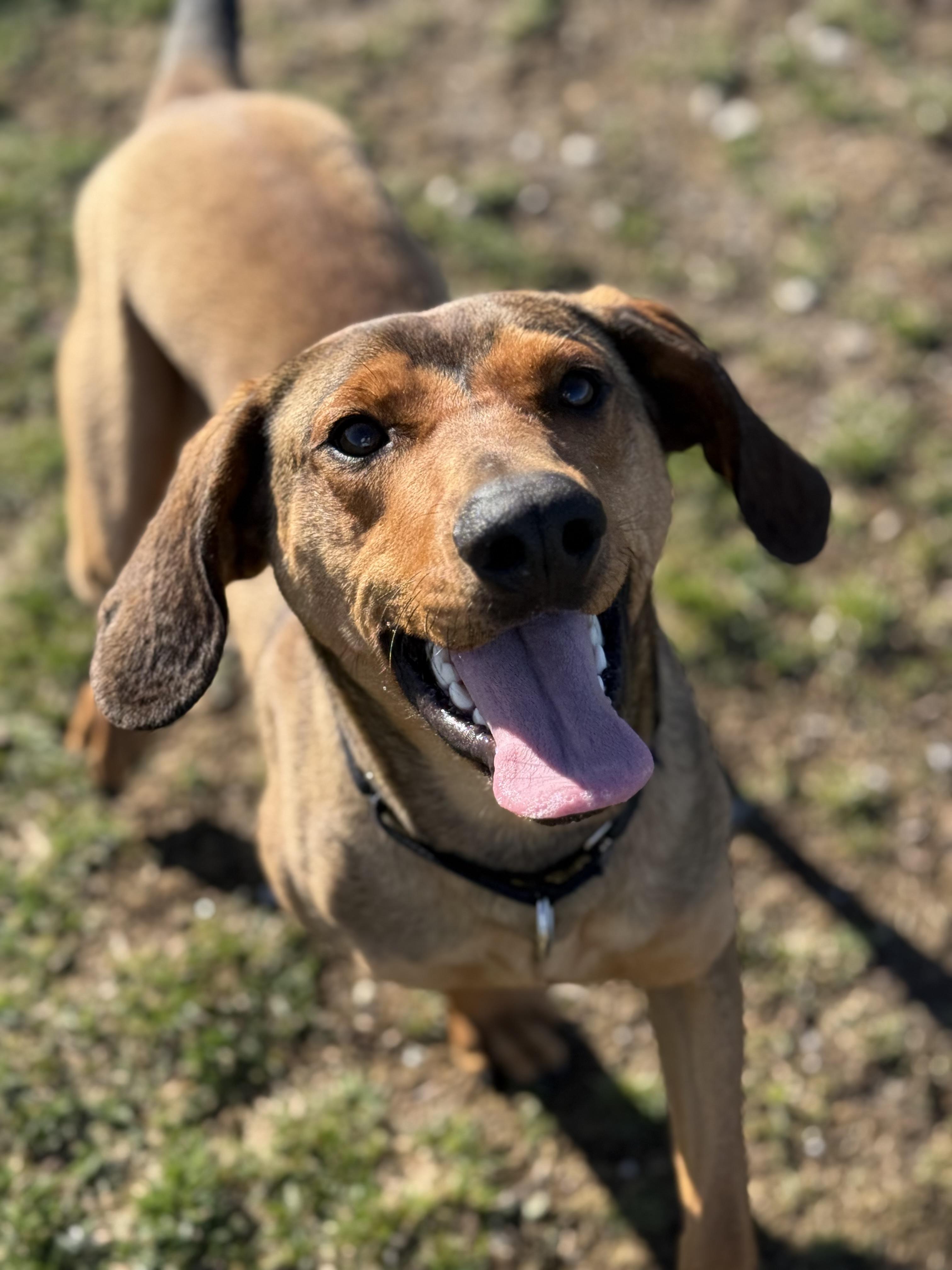 Enlarge Jericho, a ADOPTABLE mixed breed in Everett, ON image 4/6