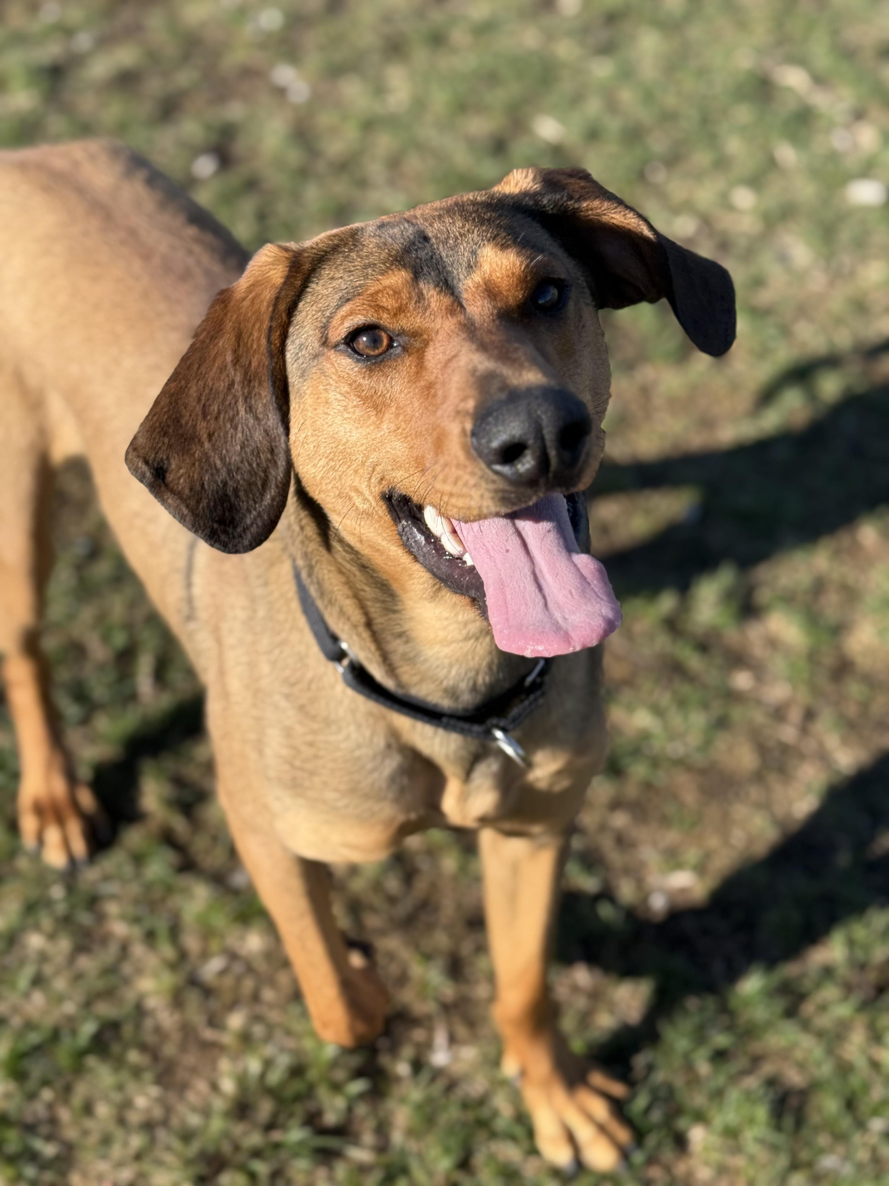 Enlarge Jericho, a ADOPTABLE mixed breed in Everett, ON image 3/6