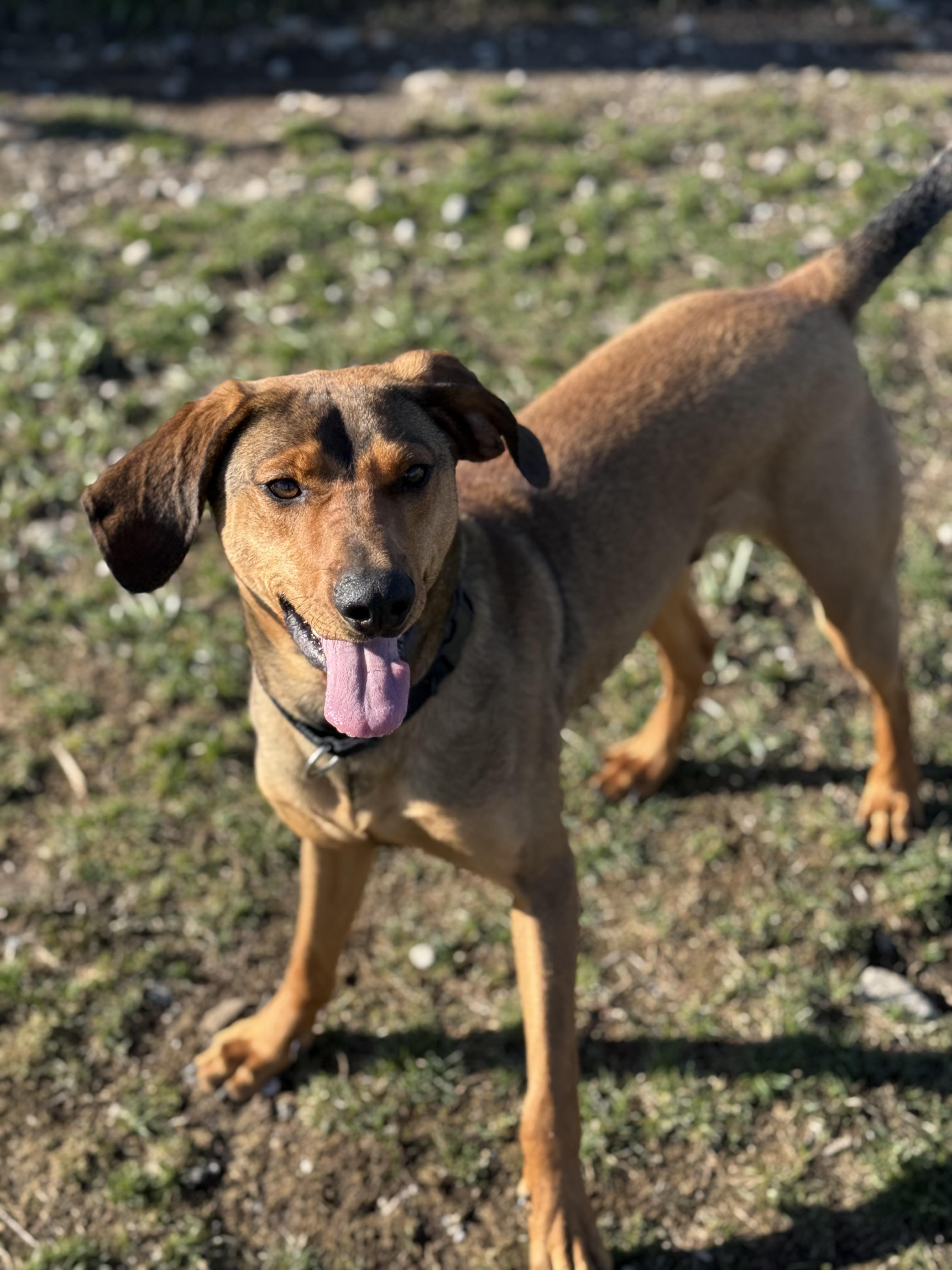 Enlarge Jericho, a ADOPTABLE mixed breed in Everett, ON image 6/6