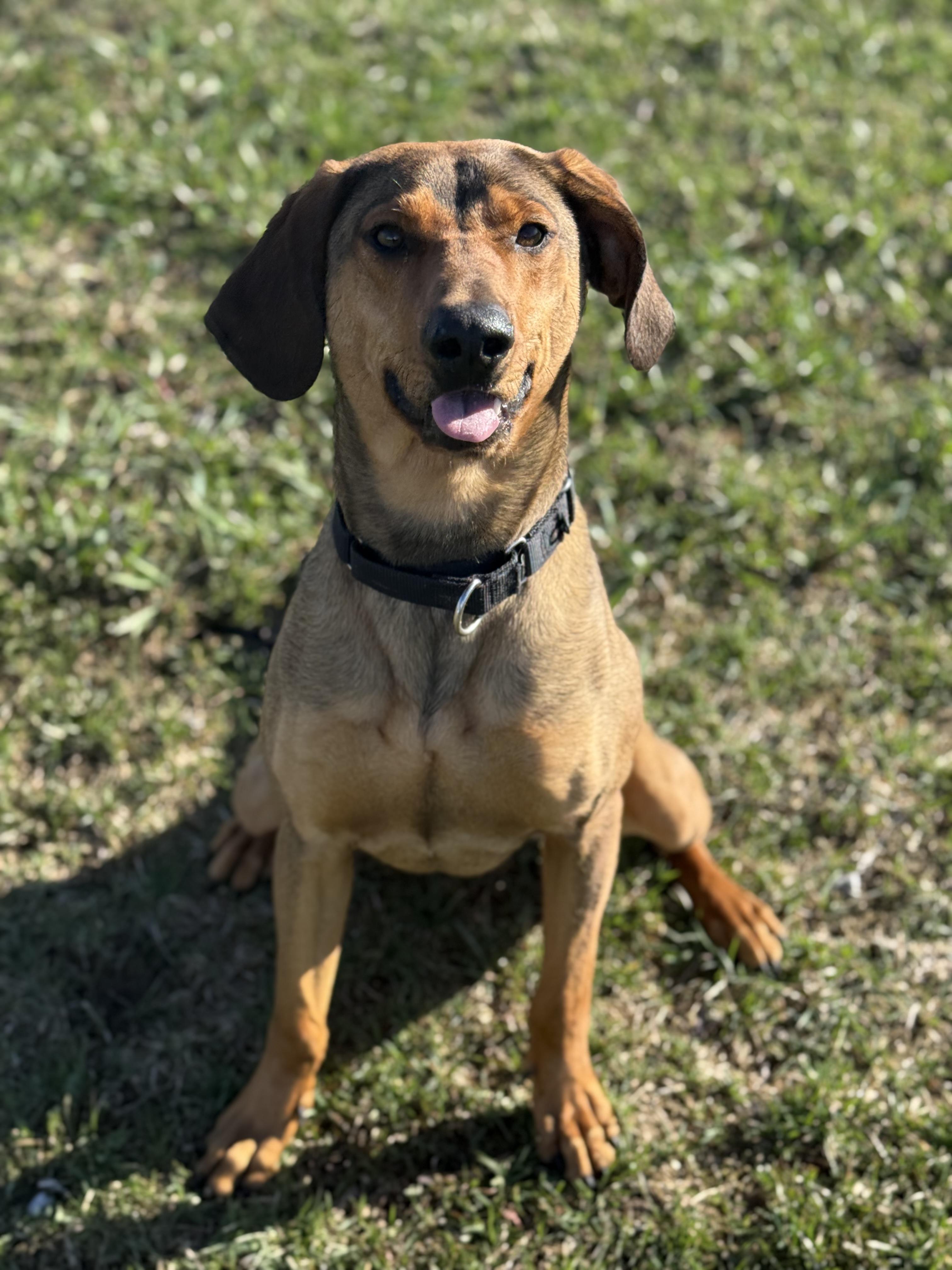 Enlarge Jericho, a ADOPTABLE mixed breed in Everett, ON image 2/6