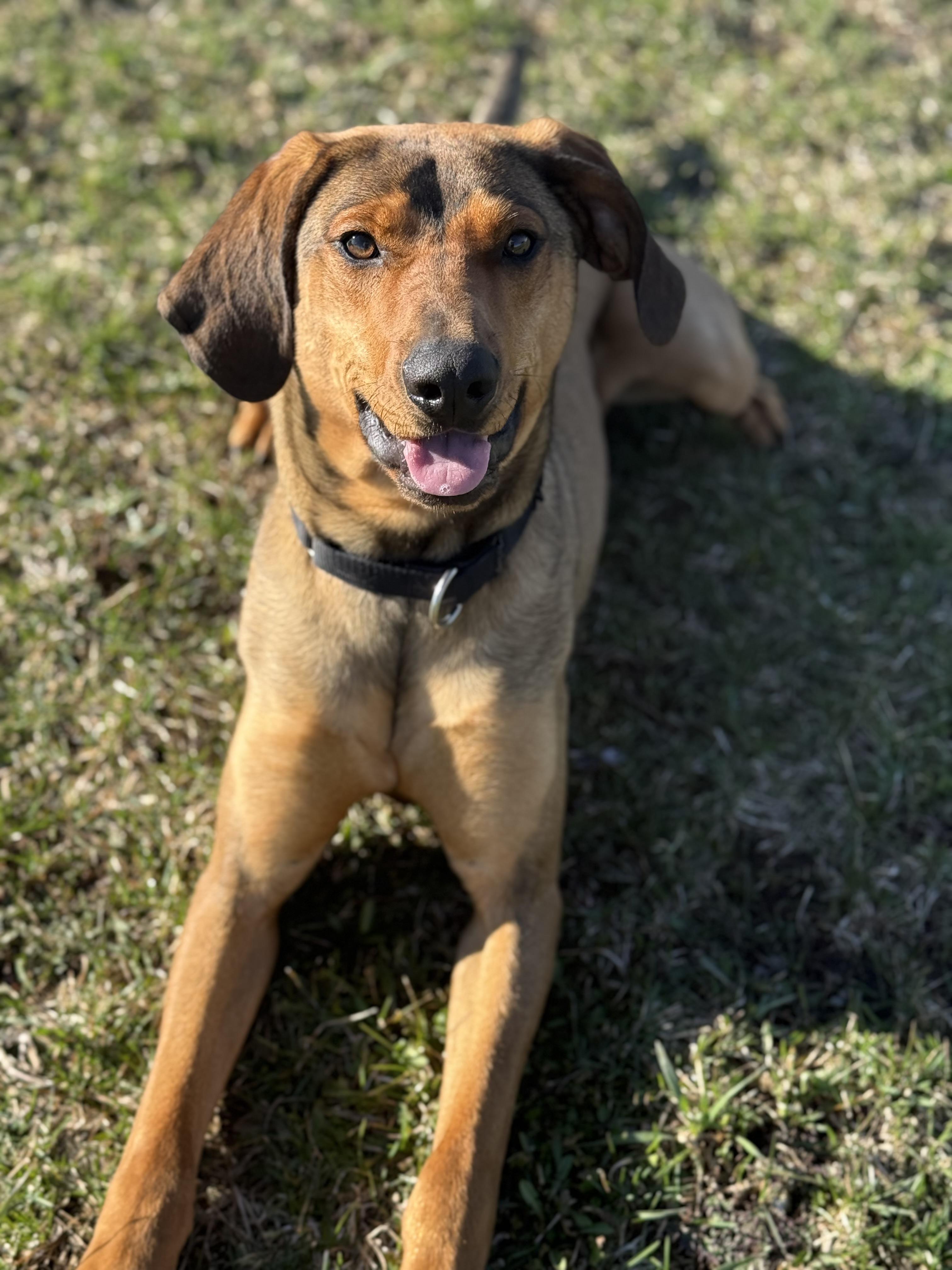 Jericho, ADOPTABLE, Young Male Redbone Coonhound.