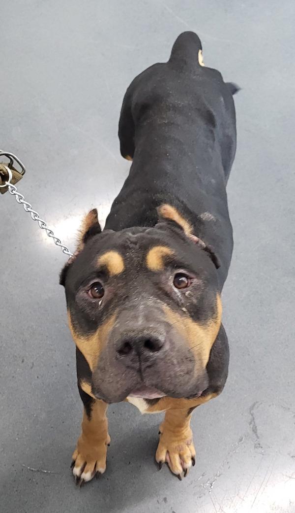 Pen 106 Banjo, Adoptable, Senior Male Cane Corso & Mastiff.
