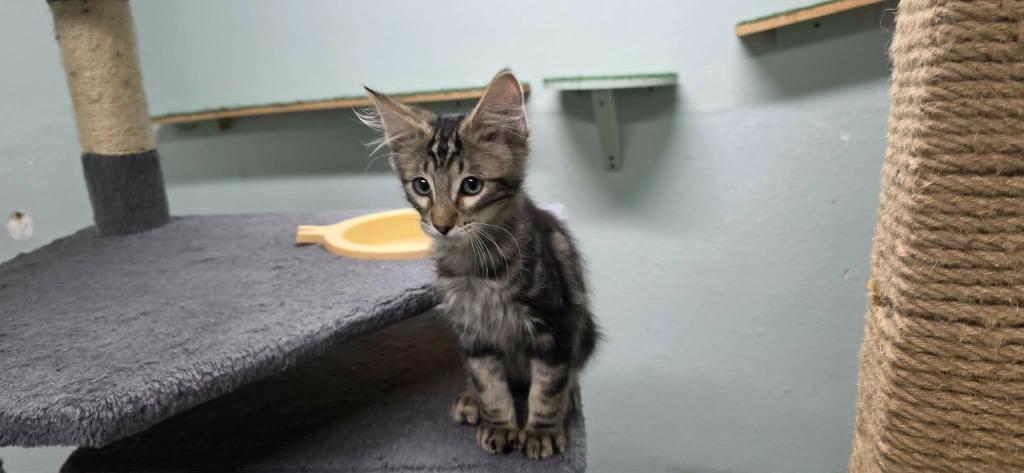 Waffles, Adoptable, Kitten Male Domestic Short Hair.
