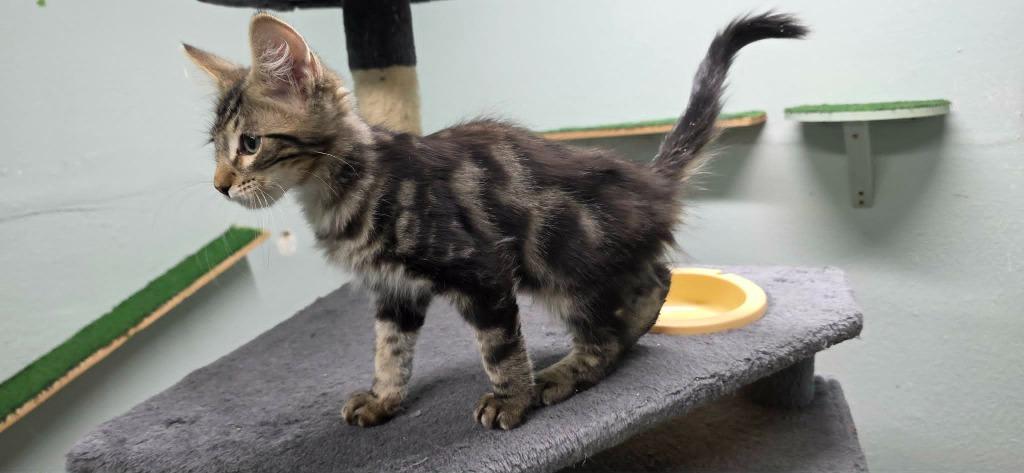 Enlarge Waffles, a Adoptable Domestic Short Hair in California City, CA image 2/2