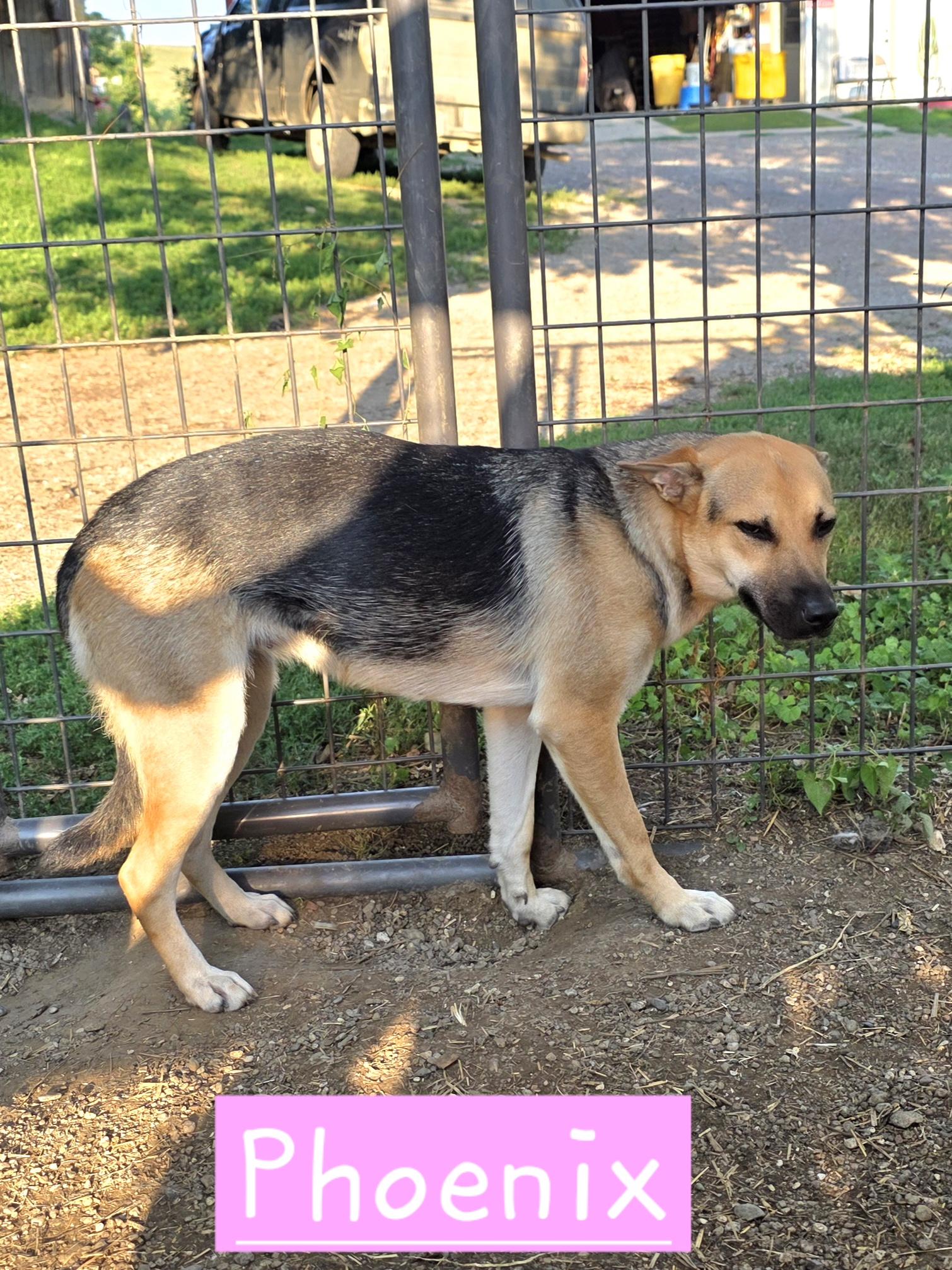 Enlarge Pheonix, a Adopted mixed breed in Walthill, NE image 4/4