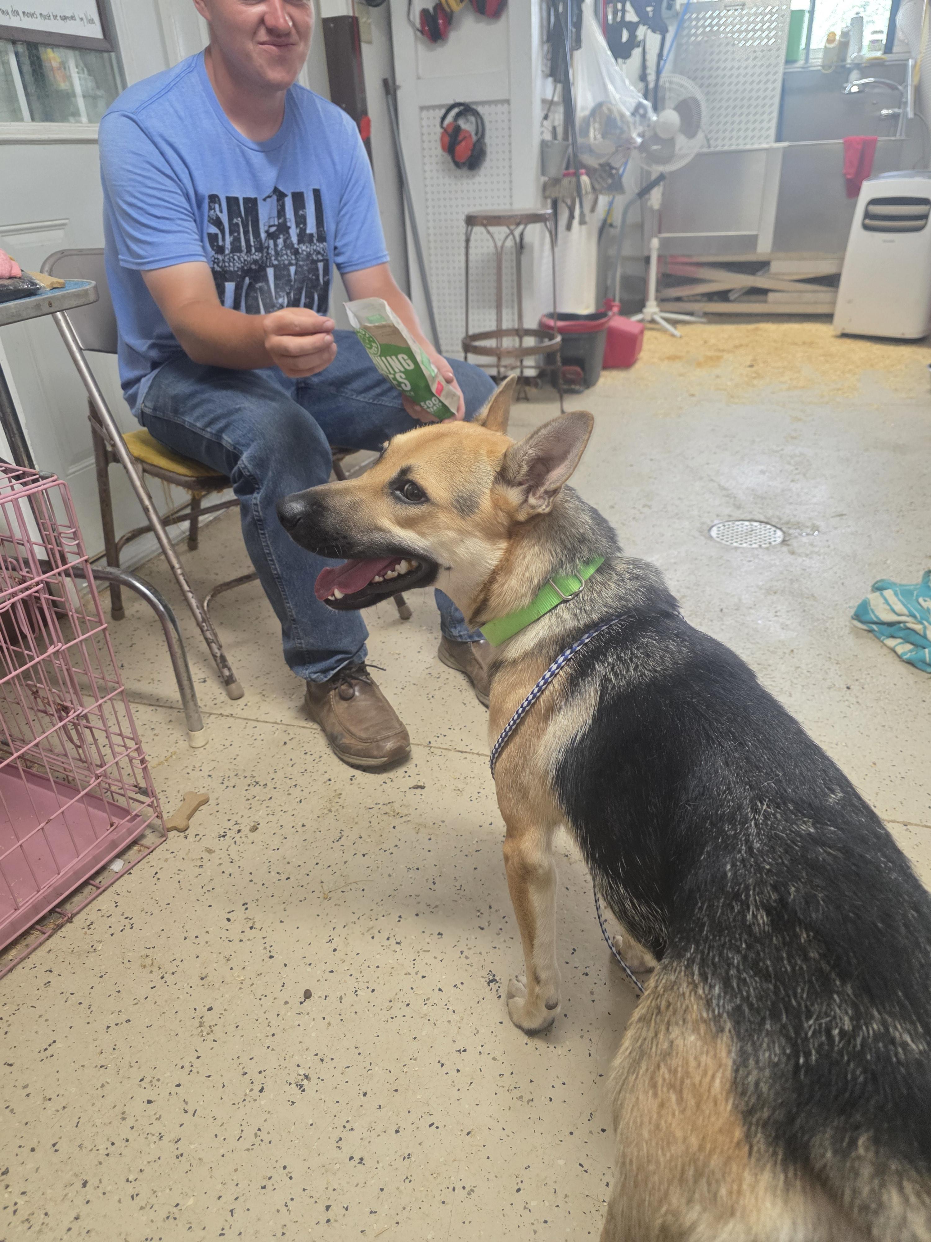 Enlarge Pheonix, a Adopted mixed breed in Walthill, NE image 3/4