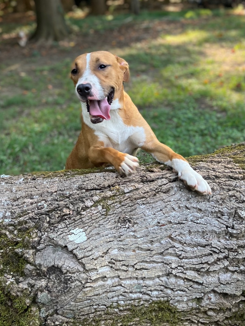 Streusel, a Adoptable mixed breed in Rock Hill, SC image 1/17