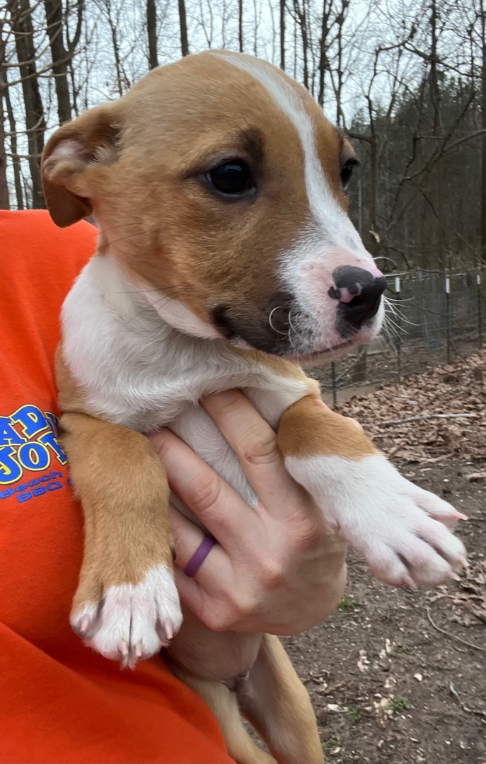 Streusel, a Adoptable mixed breed in Rock Hill, SC image 2/17