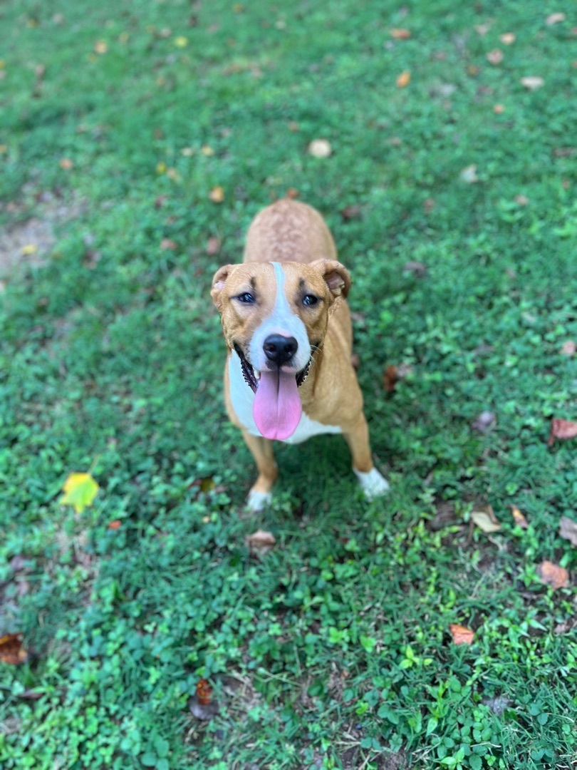 Streusel, a Adoptable mixed breed in Rock Hill, SC image 3/17