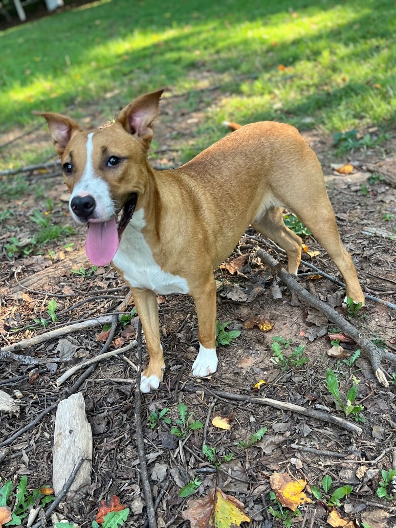 Streusel, a Adoptable mixed breed in Rock Hill, SC image 4/17