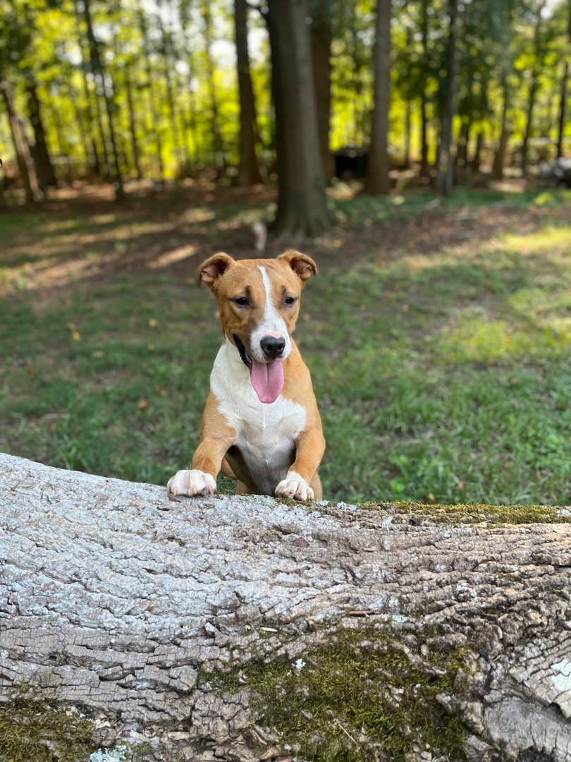 Streusel, a Adoptable mixed breed in Rock Hill, SC image 5/17